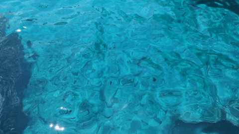 Animation du projet Pool party - Vue de la piscine et des espaces de vie